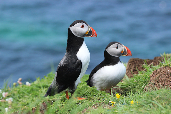 Puffins on Lunga, Treshnish Isles, Scotland