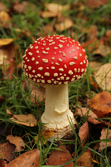 Fly agaric, New Forest