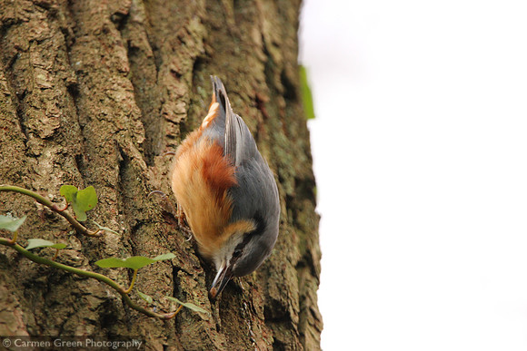 Nuthatch in Southampton, Hampshire