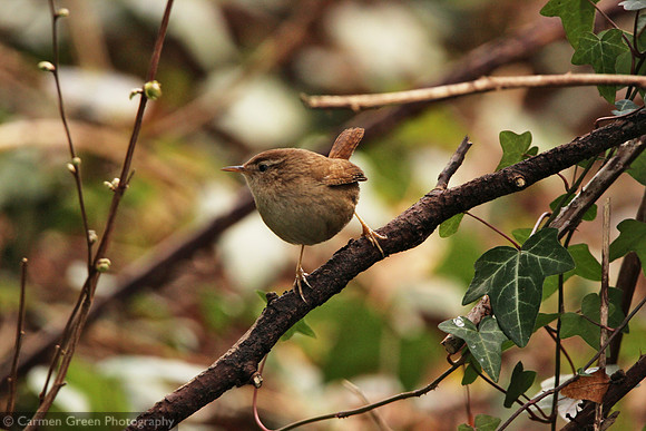 Wren in Southampton, Hampshire