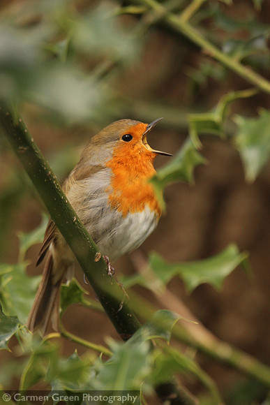 Robin singing in spring in Southampton, Hampshire