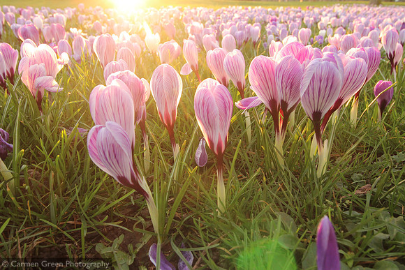 Carpet of crocuses in spring, Hampshire