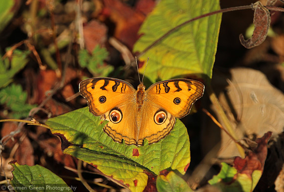 Peacock pansy butterfly