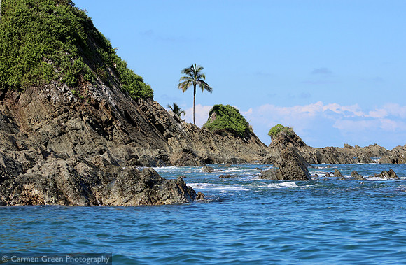 Lone Palm tree at Whale Marine National Park, Costa Rica.