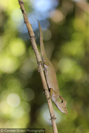 Nose-horned Chameleon in Ranomafana National Park, Madagascar
