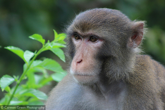 Macaque at Kam Shan Country Park, Hong Kong
