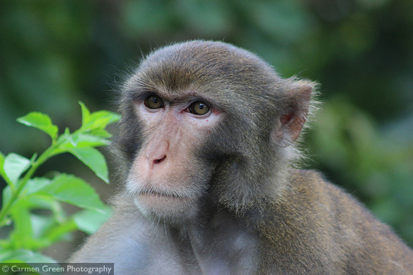 Macaque at Kam Shan Country Park, Hong Kong