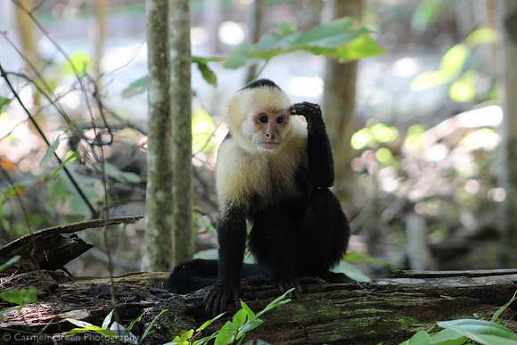 White-headed Capuchin Monkey, Costa Rica