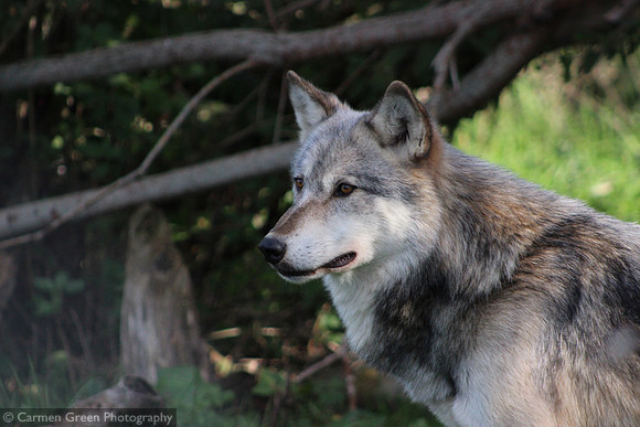 Grey wolf