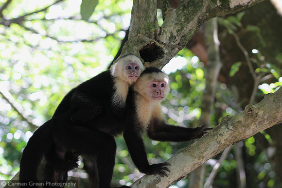 White-headed Capuchin Monkey, Costa Rica