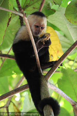 White-headed Capuchin Monkey, Costa Rica