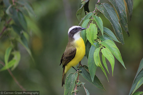 Social Flycatcher at Arenal National Park, Costa Rica