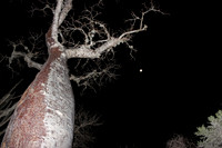 Spiny forest at night, Madagascar