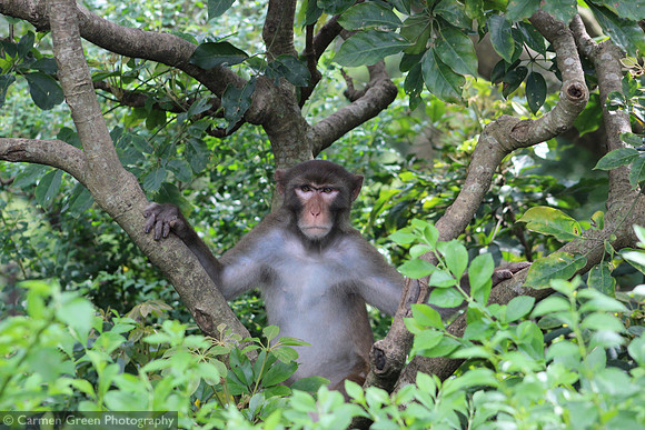 Macaque at Kam Shan Country Park, Hong Kong