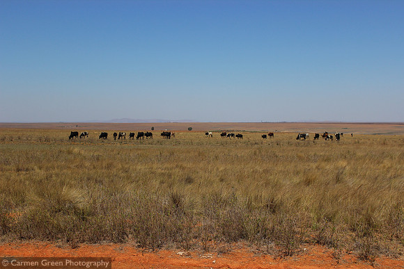 Line of zebu cattle