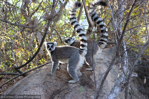 Ring-tailed lemurs at Anja community reserve