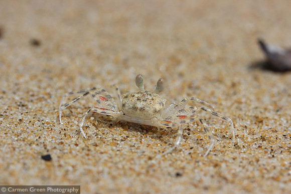 Camouflaged crab