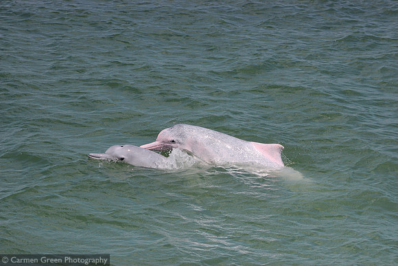 Indopacific humpback dolphins