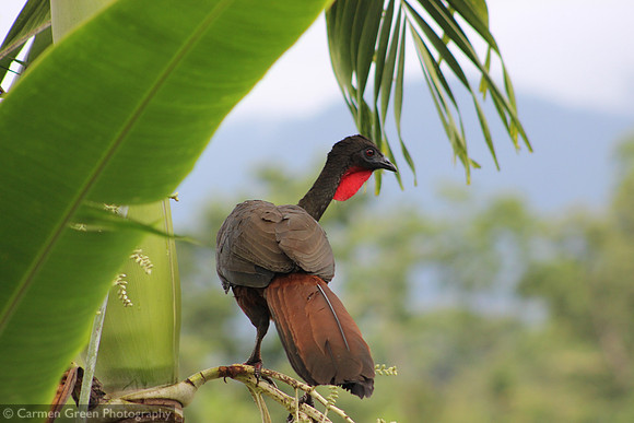 Crested guan at Arenal National Park, Costa Rica