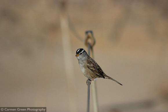White-crowned Sparrow, California