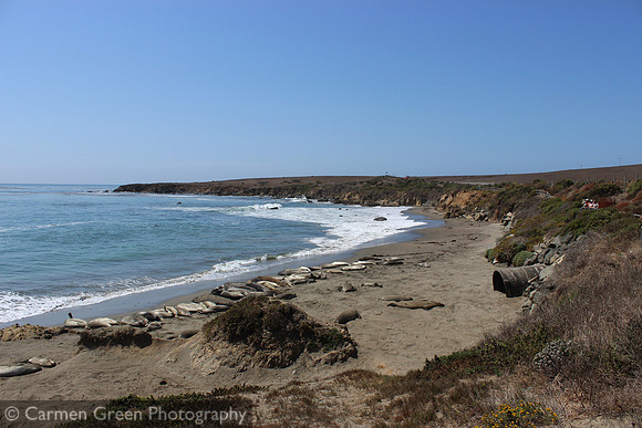 Group of Elephant Seals along the Pacific Coast Highway, California