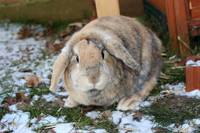 Rabbits in the snow