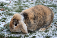 Rabbits in the snow