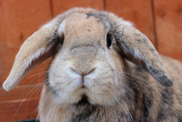 Dwarf lop rabbit