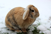 Rabbits in the snow