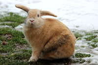 Rabbits in the snow
