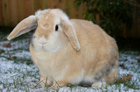 Rabbits in the snow