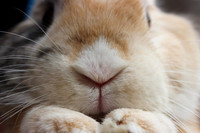 Rabbit face close up