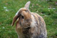 Dwarf lop rabbit