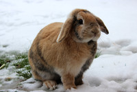 Rabbits in the snow