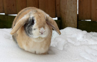 Rabbits in the snow