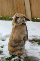 Rabbits in the snow