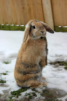Rabbits in the snow