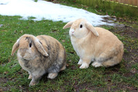 Rabbits in the snow