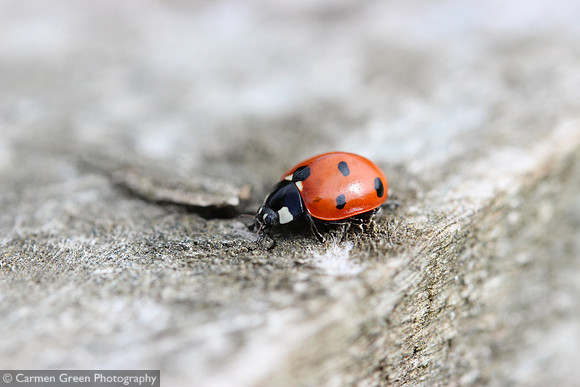 Ladybird