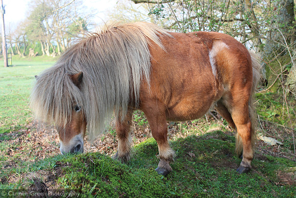 Shetland Pony in the New Forest National Park, England