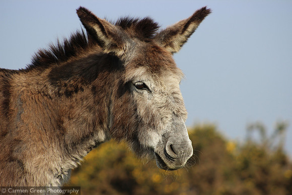 Donkey in the New Forest National Park, England