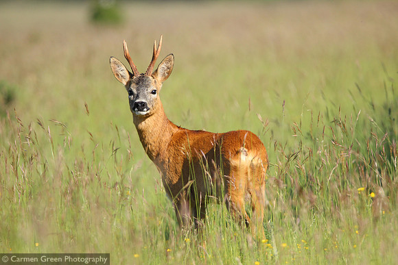 Roe deer buck at Martin Down Nature Reserve, England