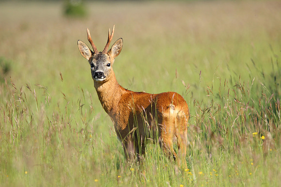 Roe deer buck at Martin Down Nature Reserve, England