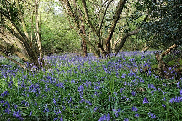 Bluebells in Spring