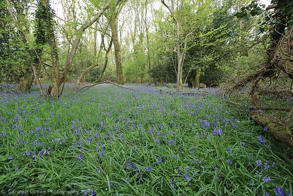 Bluebells in Spring