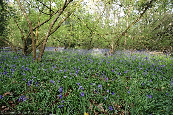 Bluebells in Spring