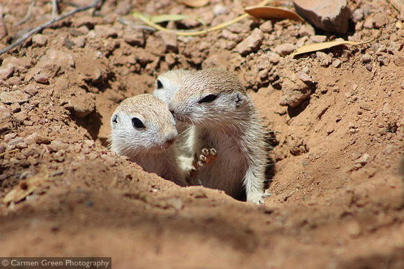 Young round-tailed ground squirrels emerging from their burrow