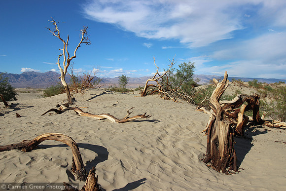 Mesquite Sand Dunes
