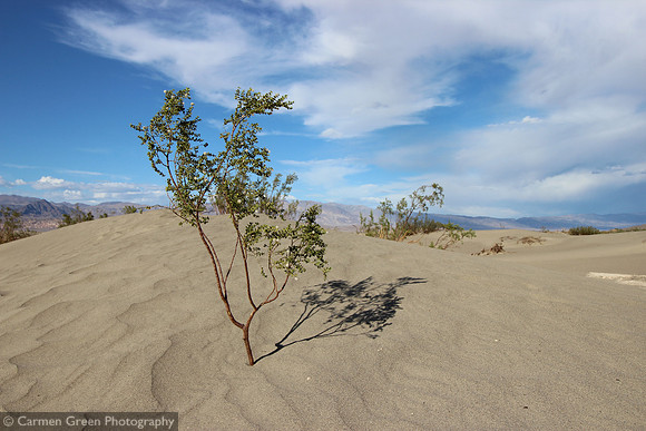 Mesquite Sand Dunes