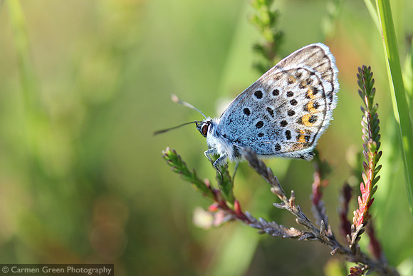Silver-studded blue butterfly in the New Forest